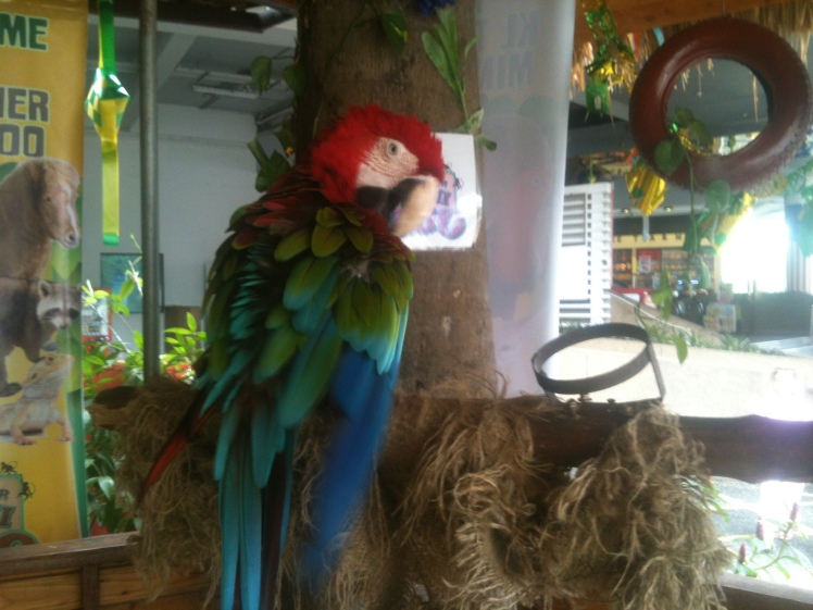 A vibrant parrot that quites the looker.
