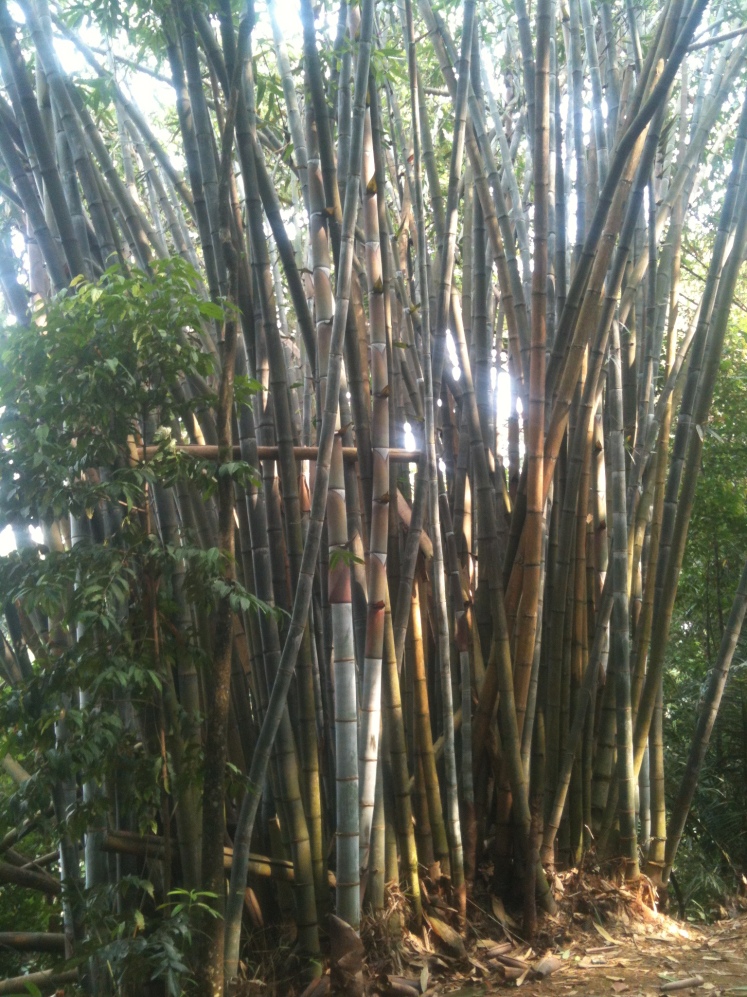 Bamboos tightened to a bunch.